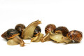 Cochlitoma varicosa F2 Gonubia, South Africa, semiadult, 5 cm